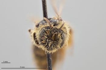 Media type: image;   Entomology 772881 Aspect: head frontal view